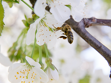 Biene und Blüte